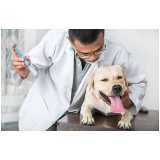 veterinário com especialidade em cardiologia Picinguaba
