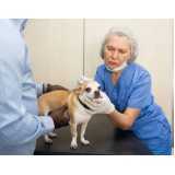 veterinário com especialidade em oftalmologia telefone Enseada
