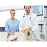 veterinário com especialidade em oncologia Bela Vista