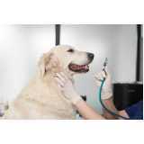 veterinário com especialidade em ortopedia telefone Parque Imperial