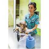veterinário fisioterapia Portal do Tabatinga