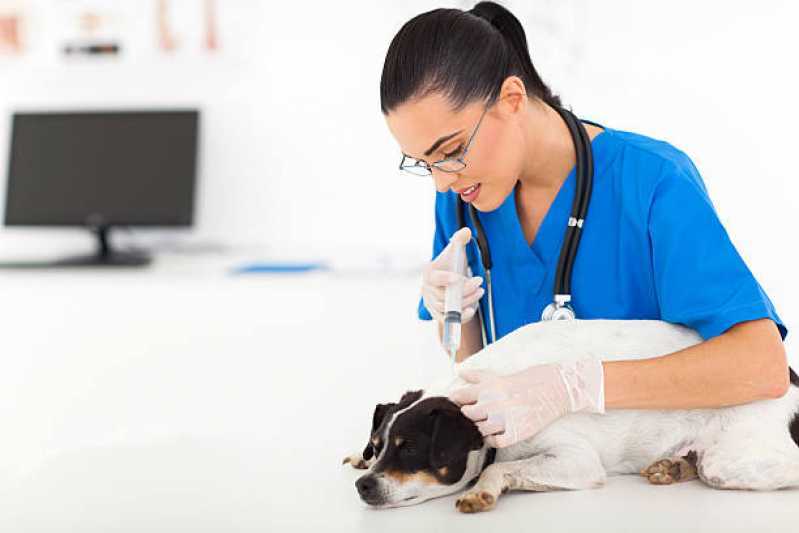 Vacina Antirrábica para Cachorros Lázaro (praia Domingos Dias) - Vacina de Raiva para Animais