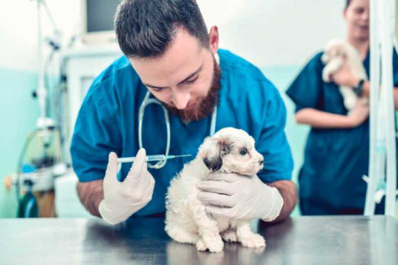 Vacina de Leishmaniose Agendar Paraty - Vacina de Gripe Canina